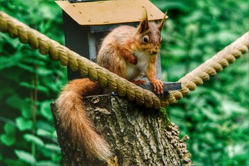 Red squirrel 