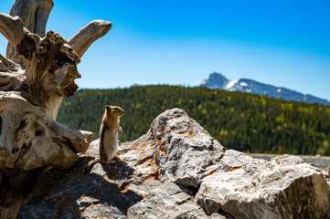 squirrel standing on rock near tree