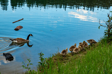 Obraz na płótnie Canvas goose family near lake