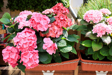 Ornamental shrubs of red and purple hydrangeas and petunias in large outdoor pots line the border...