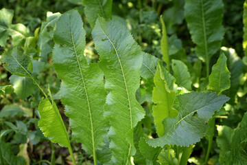 Green leaves of the horseradish plant