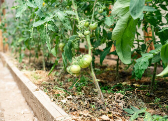 Fototapeta premium Green young tomato plants growing in greenhouse, organic agriculture, farm, harvest, horticulture
