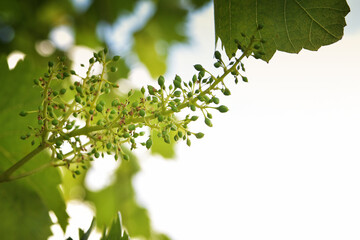 A bunch of young unripe grapes on a branch