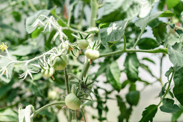 Green young tomato plants growing in greenhouse, organic agriculture, farm, harvest, horticulture