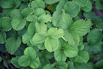 Background of green strawberry leaves