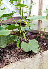 Green young cucumber plants growing in greenhouse, organic agriculture, farm, harvest, horticulture selective focus