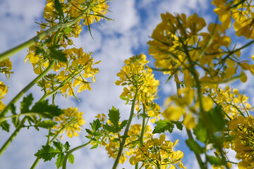 Scenery. Agriculture. Blooming rapeseed field. Bright yellow rapeseed flowers in sunlight against the blue sky.
