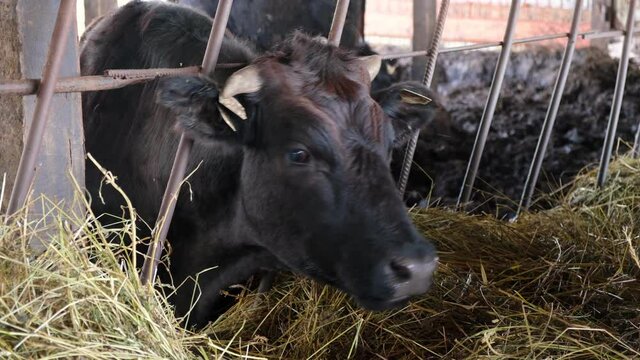 Cow eating grass on Milk farm, in cowshed. Cow Feeding on dairy farm. Close up of Head with horns. Livestock, Agriculture industry. Modern farm barn with milking cows eating hay.