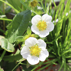 White strawberry flowers in the garden