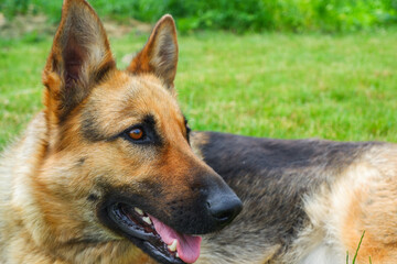 German Shepherd Relaxing On The Green Grass. The dog lies relaxed in the summer on the grass.