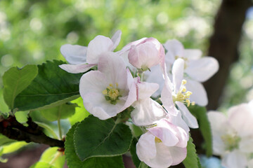 Apple tree flowers in the garden