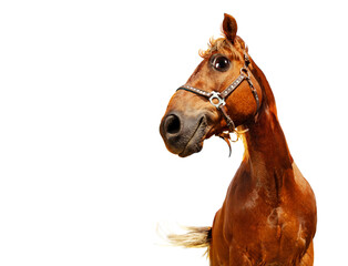 Happy confident funny head of a horse, isolated