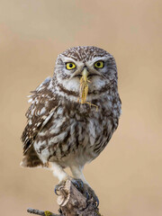 RETRATO DE MOCHUELO O ATHENE NOCTUA