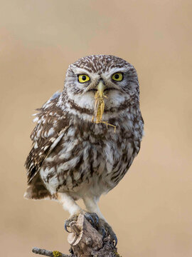 RETRATO DE MOCHUELO O ATHENE NOCTUA