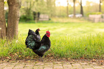 Two australorp chickens, a hen and a cock couple with black beautiful iridescent feathers standing...