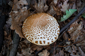 Top view of an old wild mushroom between dried forest leaves