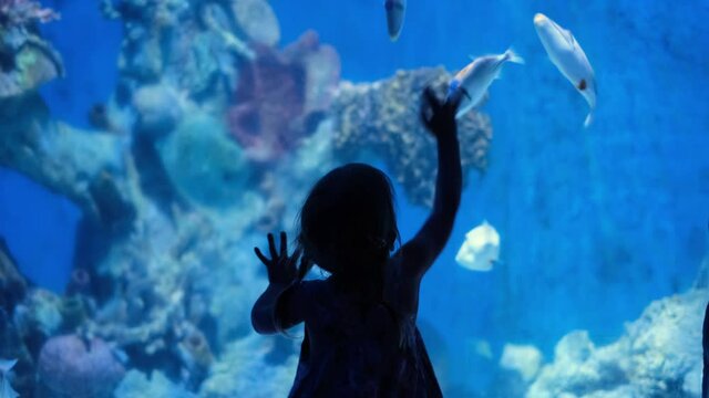 Child watching underwater sea inhabitants in huge aquarium. Girl hands touching glass and playing fishes. Nature education 
