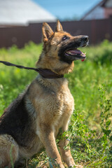 blind german shepherd dog at animal shelter