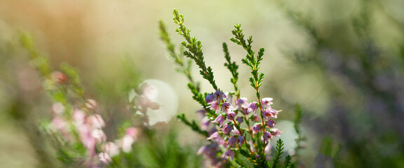 Forest floor of blooming heather flowers in a morning haze, summer floral background