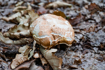 Old wild mushroom covered with dried forest leaves close-up