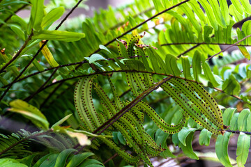 Naturalne piękne zielone tło roślinne, zbliżenie na tropikalne liście. - obrazy, fototapety, plakaty