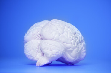 Photo of a brain on the blue background from side