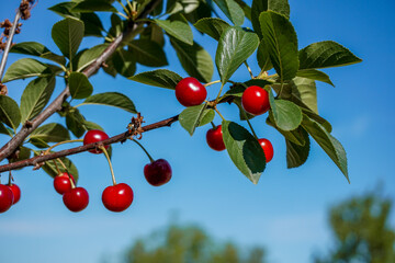 Red cherries and green leaves on a branch and blue sky 