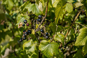 Black blueberry fruits on a sunny day