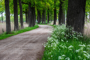 A pathway with trees and bushes and flowers on each side.