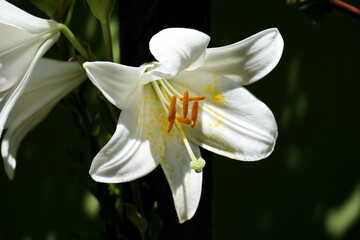White lily flower close-up