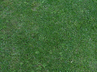 pasto © JulietaMailen