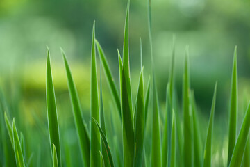Close up fresh spring green grass with bokeh on sunlight background