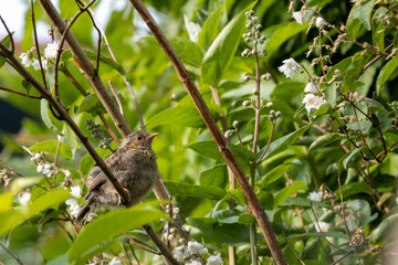 Small songbird on birch tree branch with lush green leaves in background