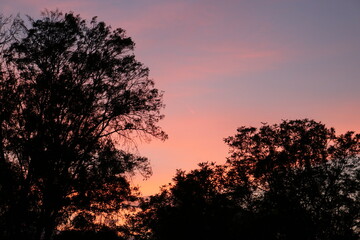 sunset over the forest