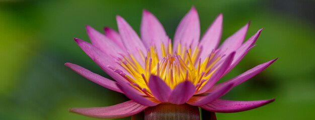 Nymphaea purple, water lily close up
