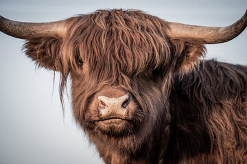 Schottische Hochlandkuh, Porträt eines Stiers, Kuh