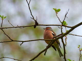 Buchfink, Fringilla coelebs,