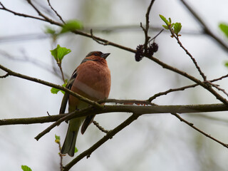 Buchfink, Fringilla coelebs,
