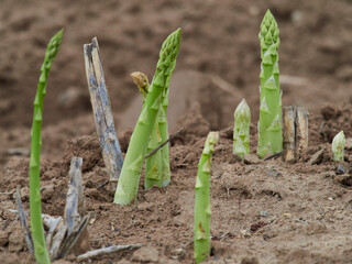 Gemüsespargel, Gemeiner Spargel, Asparagus officinalis,