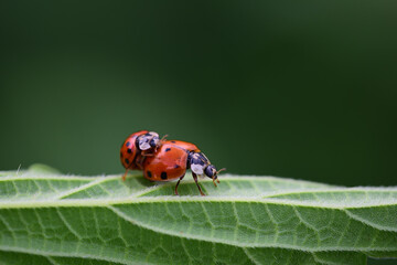Close up of two red ladybugs with black dots that are in love on a green leaf, in front of a green background