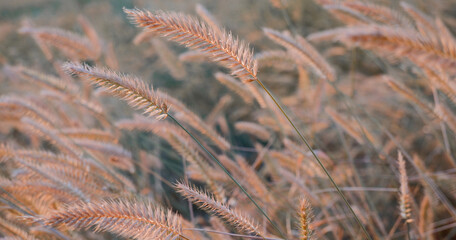 Wild grass with spikelets, summer plants. Green grass with golden and fluffy ears, nature. Spikelets of wild grass at sunset. Plants in the sun. Spikelets of wild wheat in the field
