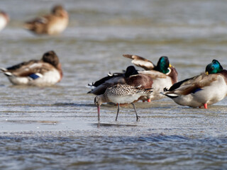Pfuhlschnepfe, Limosa lapponica