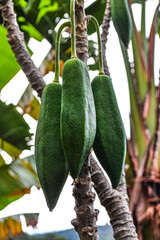 papaya fruit on tree
