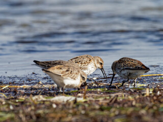 Alpenstrandläufer, Calidris alpina