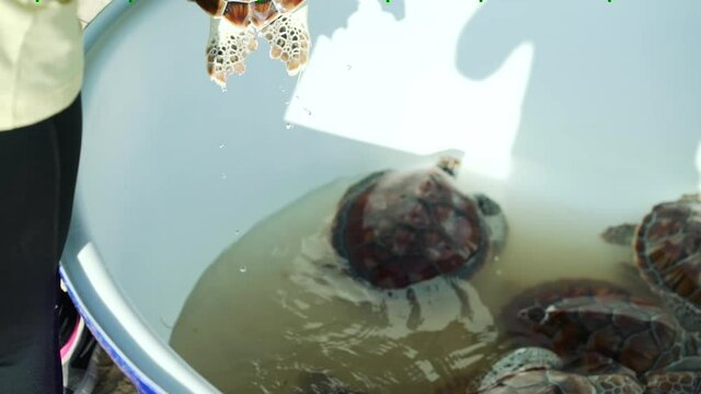 Sea turtle swimming in the pond conservation breeding and hospital and turtle nursery Before releasing into the sea Caribbean Sea in clear blue ocean.