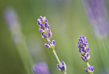 Obraz premium Lavender (Lavandula) flowers close-up, shallow depth of field nature photography