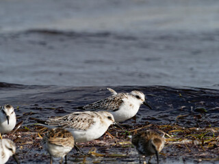 Sanderling, Calidris alba