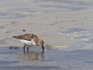 Alpenstrandläufer, Calidris alpina