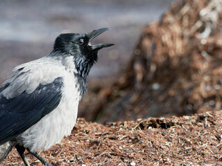 Nebelkrähe, Aaskrähe, Corvus corone