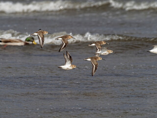 Alpenstrandläufer, Calidris alpina